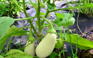 white-eggplant2