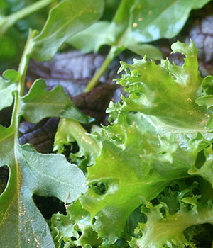 Same dressing two bowls, two different lettuces