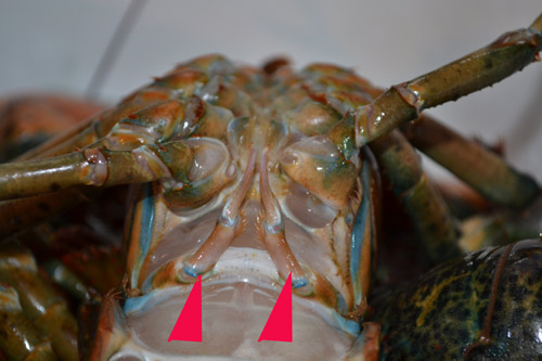 How To Sex Your Lobster And Why It S Important My Coastal Muse