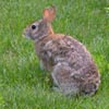 Rabbit near my garden