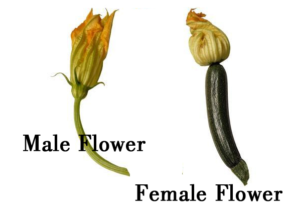 Identify male squash flowers
